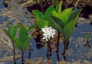 Водна детелина – Menyanthes Trifoliata