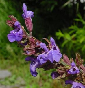 Градински Чай – Salvia Officinalis