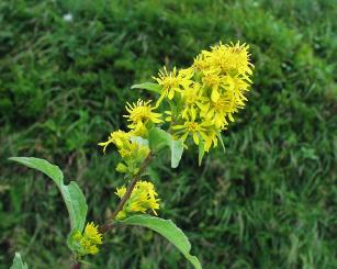    Solidago Virga Aurea